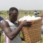 Togo : Lomé accueille la 18e réunion bilan du PR-PICA sur l’avenir de la production cotonnière en Afrique