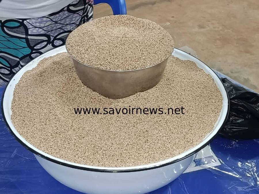 Du Togo, le fonio trace sa voie vers une reconnaissance régionale (REPORTAGE)