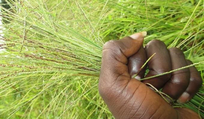 Festifonio-1 : Lomé lance la reconquête du fonio, une céréale d’avenir