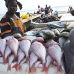 Togo : La production halieutique atteint 36.250 tonnes en 2025