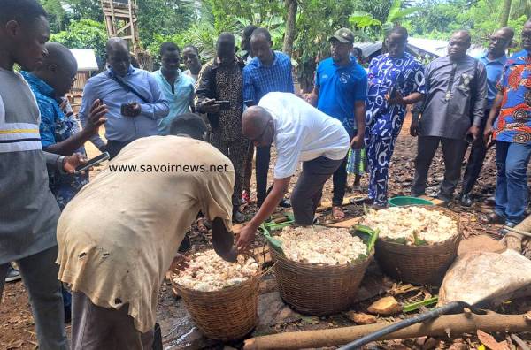 Mieux cerner les filières café-cacao : A Kpalimé, des journalistes entre théorie et immersion dans des plantations