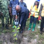  16,8 millions d'arbres pour verdir 11.250 hectares : le pari du reboisement 2026 au Togo
