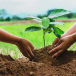 Journée nationale de l’arbre 2026 : 49 ans d’engagement pour la reforestation au Togo
