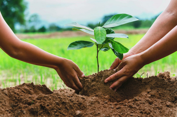 Journée nationale de l’arbre 2026 : 49 ans d’engagement pour la reforestation au Togo