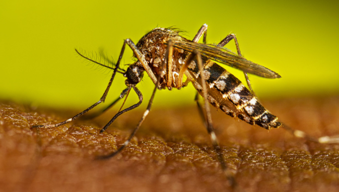 Recrudescence de Dengue dans le Grand Lomé : Le gouvernement appelle à la vigilance
