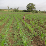 Dématérialisation des autorisations d’importation de produits agricoles : Le projet "ePermis" lancé au Togo