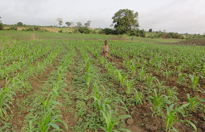 Dématérialisation des autorisations d’importation de produits agricoles : Le projet « ePermis » lancé au Togo